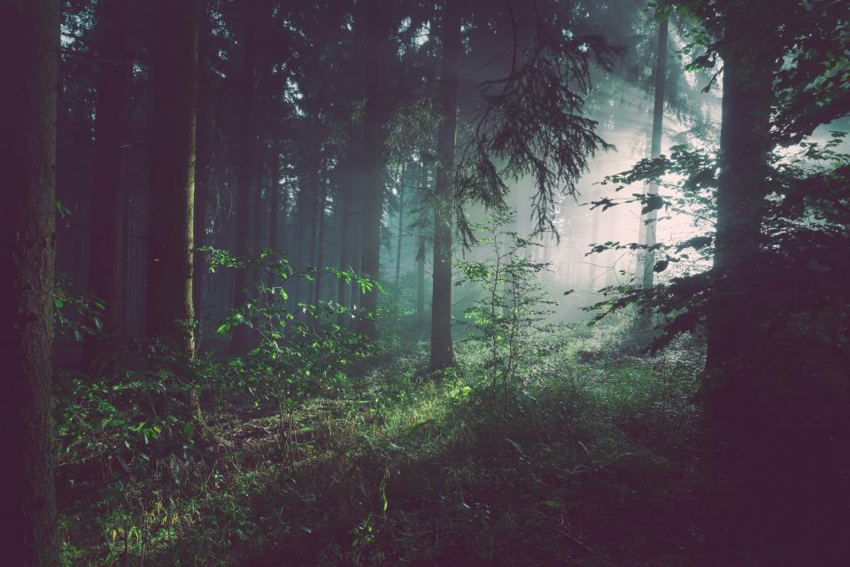 Forêt, engagement environnemental